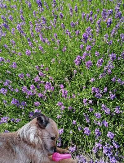 17. Farben Foto Challenge: Pastellfarben-Beitrag-Bild