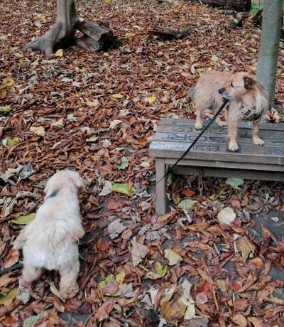 Bester Freund, Hundekumpel - zeigt her!-Beitrag-Bild