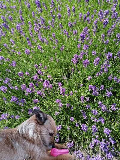 19. Farben  Fottochallenge :
Lieblingsfarbe-Beitrag-Bild