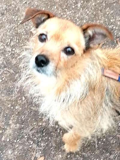 35.Collagen Challenge:„Bettelblick"-Beitrag-Bild