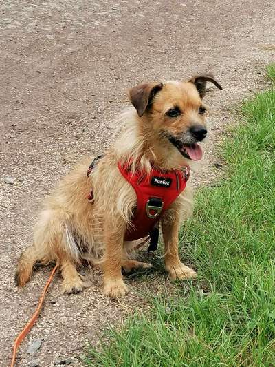 Fotochallenge Nr. 59 - Mein Hund zeigt die Zunge-Beitrag-Bild