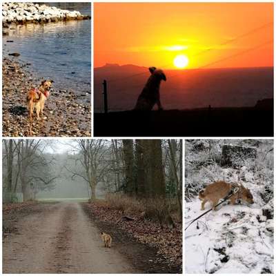 55.Fotocollagen  Challenge  4 Jahreszeiten-Beitrag-Bild