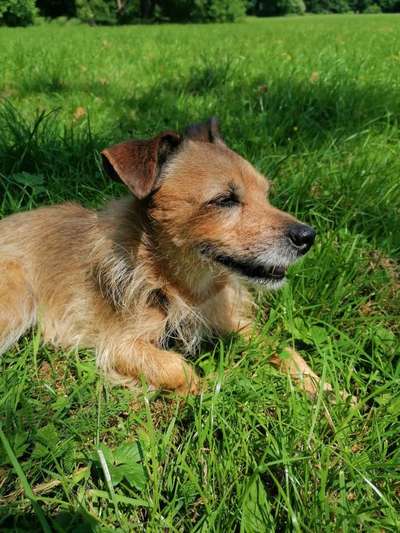 Schlappohren Suche <3-Beitrag-Bild