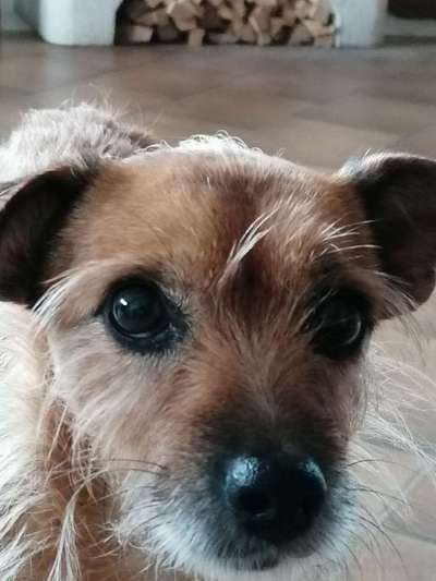 Dogorama Photo Challenge - Hundeblick zum hinschmelzen-Beitrag-Bild