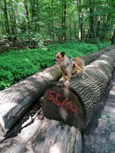 Dogorama Photo Challenge - Mein Holz und ich-Beitrag-Bild