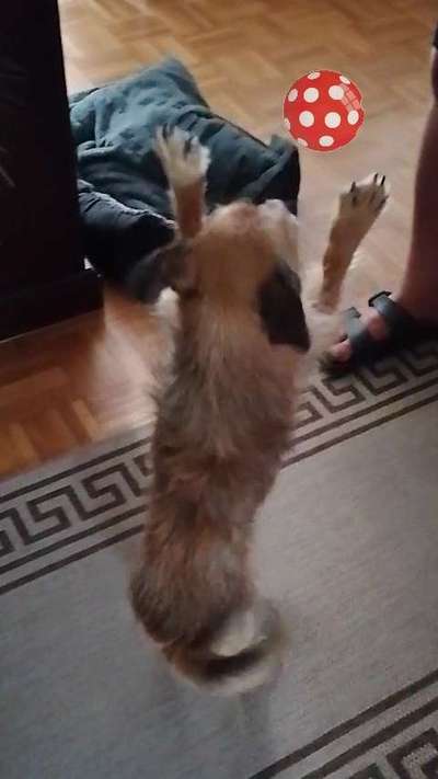 60. Handy Fotochallenge  -gleich schnapp ich es--Beitrag-Bild