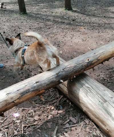 61. Handyfotochallenge - der springende Hund-Beitrag-Bild