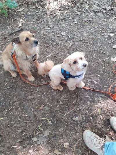 Bester Freund, Hundekumpel - zeigt her!-Beitrag-Bild