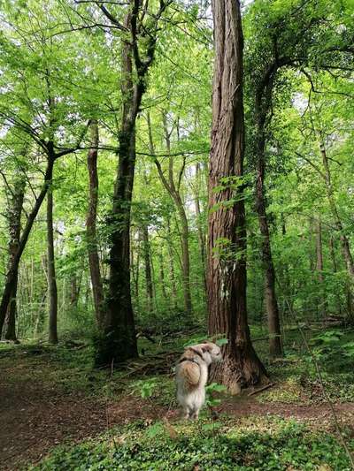 Foto -Challenge  Thema : Dein Hund Im Wald-Beitrag-Bild