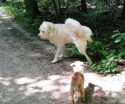 155. FotoChallange * David und Goliath *-Beitrag-Bild