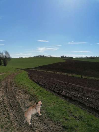 Handy Fotochallenge Nr. 52: Dein Hund mit blauem Himmel-Beitrag-Bild