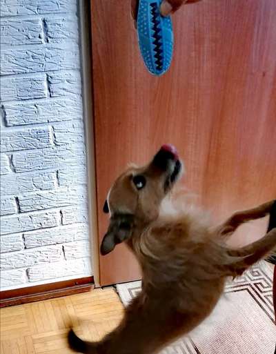 Zähne putzen-Beitrag-Bild