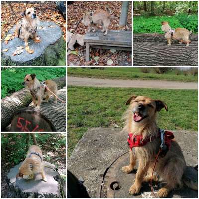 31. Collagen Challenge - Bänke/ Steine /Baumstümpfe-Beitrag-Bild