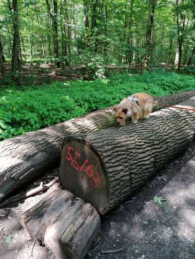 Die Dogorama Wochen Challenge-Beitrag-Bild