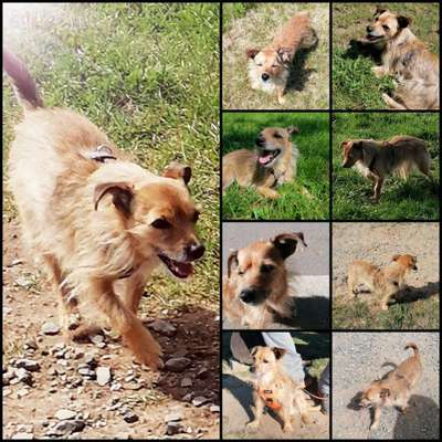 52. Collagenchallenge: Dein Hund im Sonnenschein-Beitrag-Bild