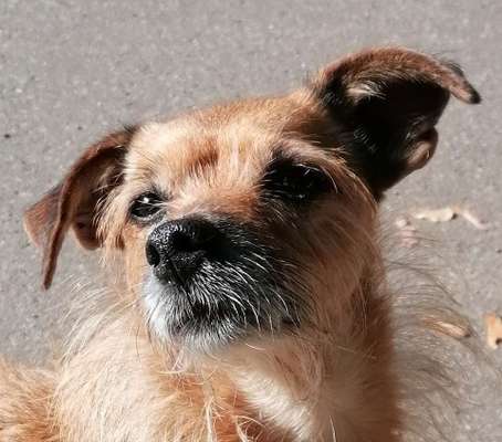 35.Collagen Challenge:„Bettelblick"-Beitrag-Bild