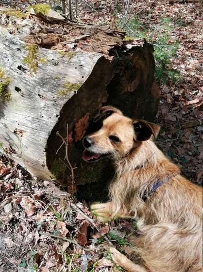 12. Farben Foto Challenge --- Braun-Beitrag-Bild