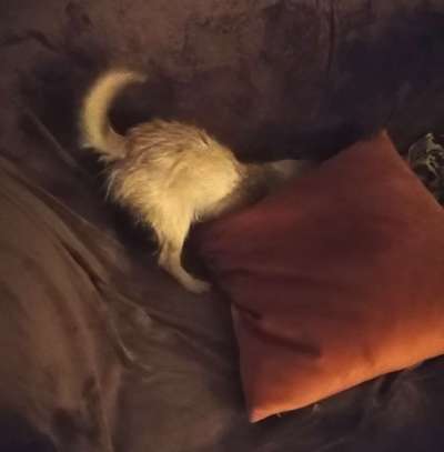 143. Fotochallenge: Ja, wo isser denn?-Beitrag-Bild