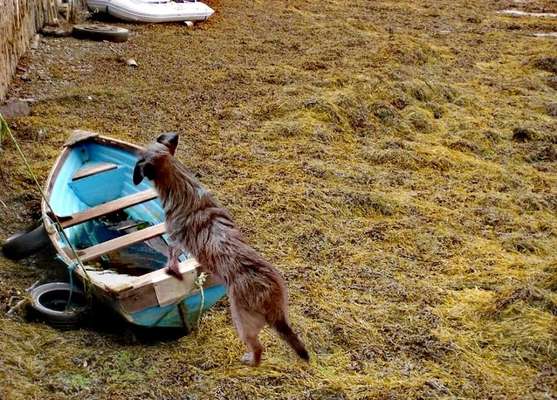 141. FOTO CHALLENGE 
Reisende soll man nicht aufhalten-Beitrag-Bild