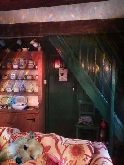 Dogorama Photo Challenge - Licht-Beitrag-Bild