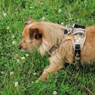 Die Dogorama Kalender Challenge 4/4-Beitrag-Bild