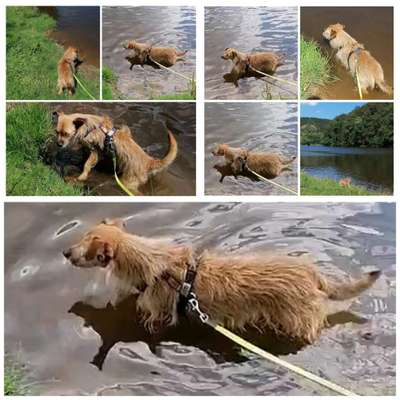 51.Collagen Challenge: Wasserhunde-Beitrag-Bild