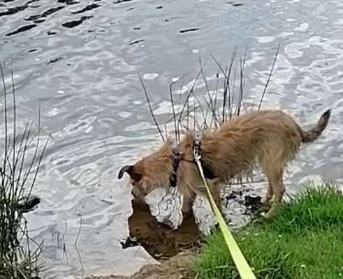 Dogorama Photo Challenge - Spieglein Spieglein . . .-Beitrag-Bild