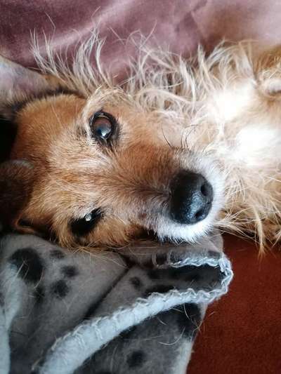 Zeigt mir die tollste Nahaufnahme von eurer Fellnase-Beitrag-Bild