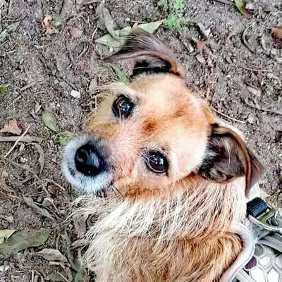 Hund aus dem Spanischen Tierschutz-Beitrag-Bild