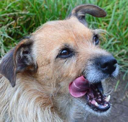 35.Collagen Challenge:„Bettelblick"-Beitrag-Bild