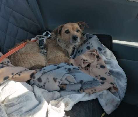 FOTOCHALLENGE 70 - Dein Hund im Auto-Beitrag-Bild