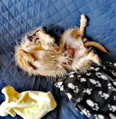 Dogorama Photo Challenge - Hunde in Action-Beitrag-Bild