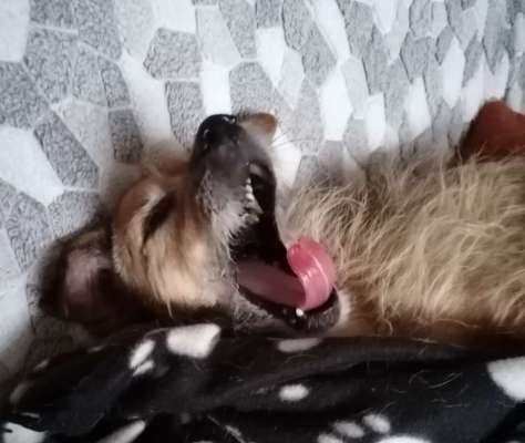 Dogorama Photo Challenge - Frühjahrsmüdigkeit-Beitrag-Bild