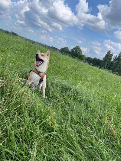 Hundetreffen-Treffen an der Hundewiese-Bild