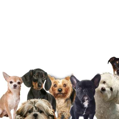 Hundetreffen-Kleinhundetreffen-Bild