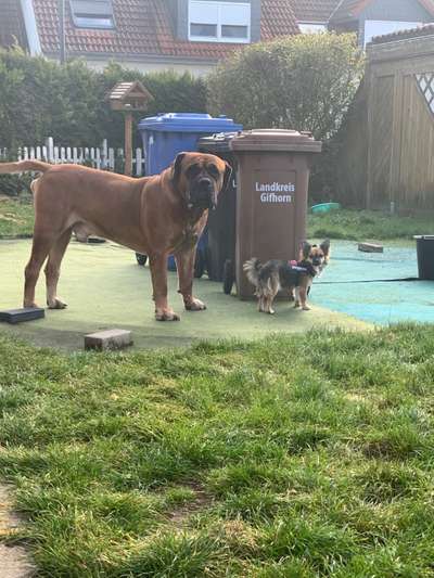 Bester Freund, Hundekumpel - zeigt her!-Beitrag-Bild