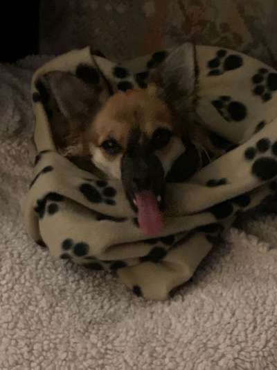 Zeige das lustigste Bild eures Hundis-Beitrag-Bild