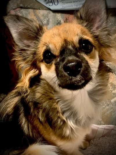 CHALLENGE NR. 19 - Der Hundeblick-Beitrag-Bild