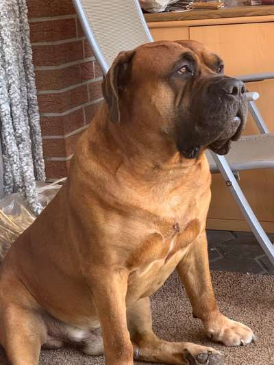 Seltene Rassen!-Beitrag-Bild