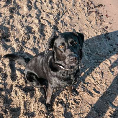 Hundetreffen-Spielrunden / Gassi gehen🐕‍🦺🐾-Bild