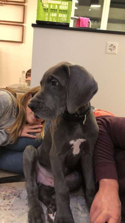 Welpen Bilder !-Beitrag-Bild