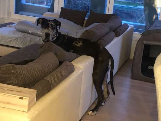 Der Hund ist nicht Schuld... ich war es mal wieder.-Beitrag-Bild
