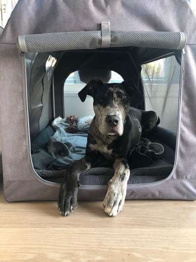 Labradorfans-Beitrag-Bild