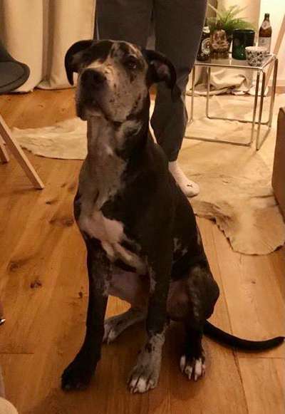 Labradorfans-Beitrag-Bild