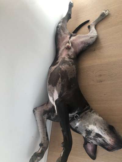 Zeigt eure wunderschönen Doggenmischlinge!!-Beitrag-Bild