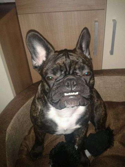 Fotochallenge Nr. 47 - Zeigt die Zähne-Beitrag-Bild