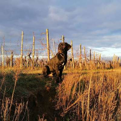 Hundetreffen-Cane Corso Mix sucht Spielfreude 7-8 Monate-Bild