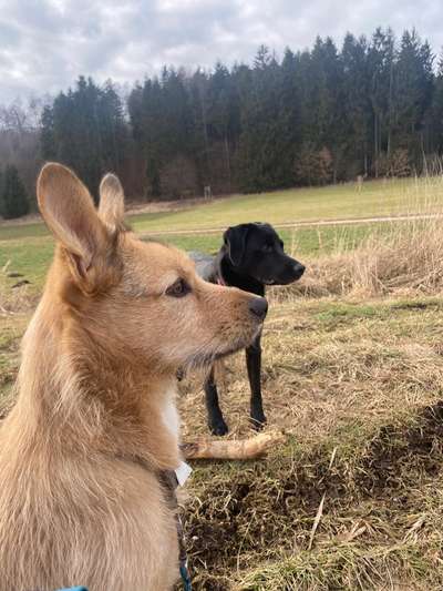 Hundetreffen-Begegnungsübung-Bild