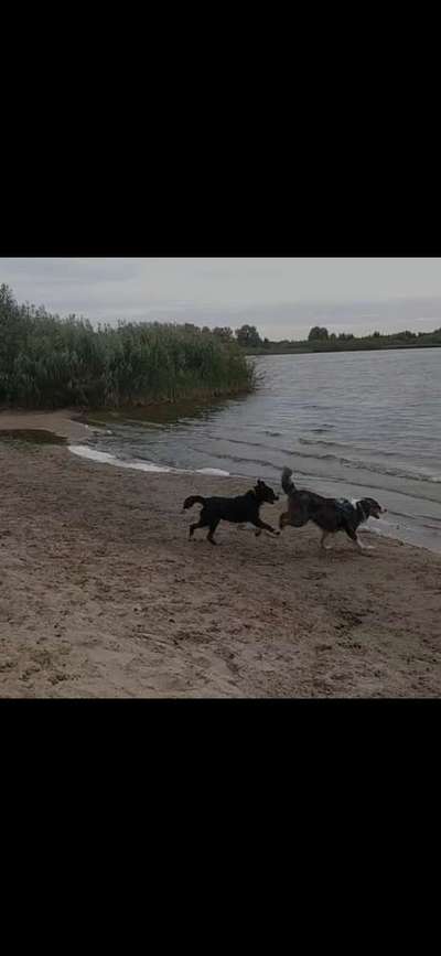 Hundeauslaufgebiet-Schodden Hof-Bild