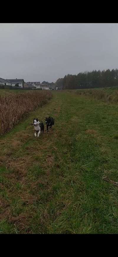 Hundeauslaufgebiet-Weiher Mühlenbach-Bild